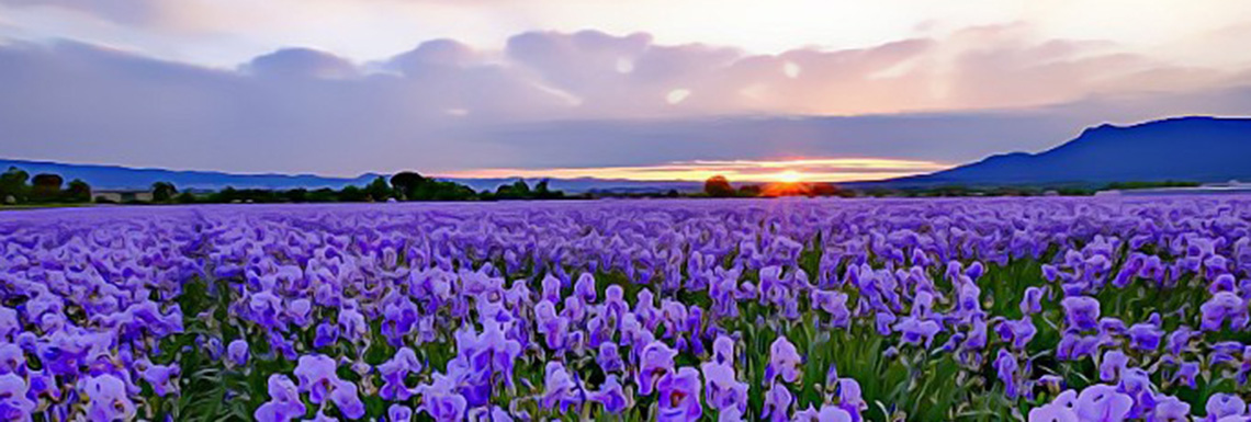 Rootstock Iris Network Upgrade is Coming